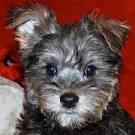 Schnoodle Puppies For Sale & Dog Breeders in Raleigh NC ...