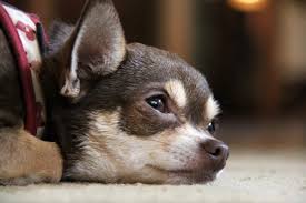 Maybe you would like to learn more about one of these? Do Dogs Grieve When Another Dog Dies Canna Pet