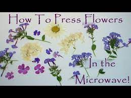 Continue to build up a design. How To Press Flowers In A Microwave Youtube
