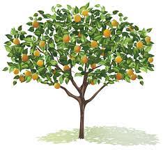 Fruit Filling Good For The Soul Getting Back To Eve Before The Curse Tree Drawing Fruit Trees Tree Drawing Simple