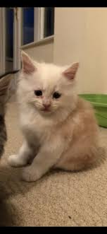 High to low nearest first. Maine Coon Cats For Sale Minneapolis Mn 290900