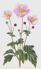 Anemone X Hybrida Botanical Drawings Botanical Painting Flower Painting