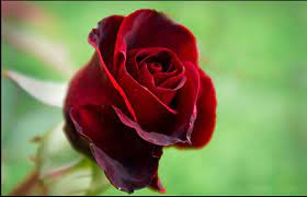 Check spelling or type a new query. Love Rose Wallpaper Free Download