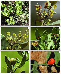 Image result for Osyris