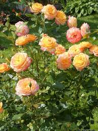 Gartenspass Rose Photo Rose Rose Photos Pretty Flowers