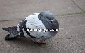 Burung dara adalah salah satu golongan aves yang masuk dalam keluarga columbidae. Racikan Makanan Burung Merpati Agar Cepat Gemuk Burungnya Com