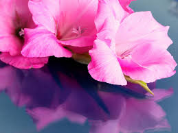 Send fresh flowers online in rich, warm colours. Sympathy Flowers A Guide To Sending Condolence Flowers Funeral Guide