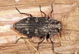 Image result for Entada chrysostachys