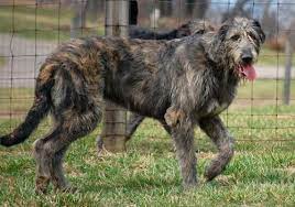 Irish Wolfhound Bainbridge Irish Wolfhound Dogs Irish Wolfhound Wolfhound