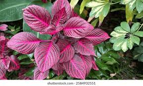 Image result for Iresine herbstii