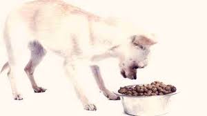 This food should be high in calories since they need extra nutrients that they are no longer getting from their mother. What Is The Best Puppy Food For A Chihuahua