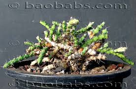 Image result for Euphorbia dawei