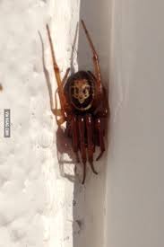 Maybe you would like to learn more about one of these? Saw This Spider In Spain He Has A Skull On His Back 9gag