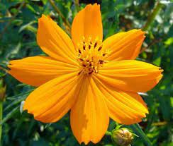 Cosmos Sulphur Ladybird Gold Dwarf Seeds Cosmos Sulphureus Cosmos Flowers Cosmos Yellow Plants