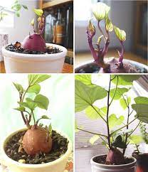 How To Grow A Sweet Potato Vine Plant Sweet Potato Plant Vine Growing Sweet Potatoes Sweet Potato Vine