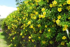 The carolina jasmine received was in very good condition. Top 10 Climber Plants For Home Garden Ideal For Indian Climate