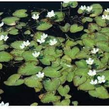 Image result for Nymphoides senegalensis