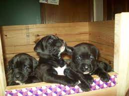 Boxador Puppies Boxador Puppies Boxador Puppies For Sale Puppies