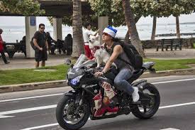 7 Dog Breeds That Will Enjoy A Ride On Your Motorcycle Biker Dog Biking With Dog Dog Breeds