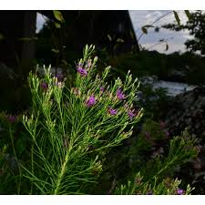 Image result for Vernonia conferta