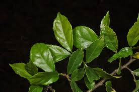 Image result for Streblus