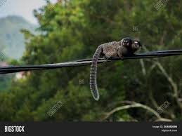 It usually has a brown or black head and its limbs and upper. Sagui Monkey Black Image Photo Free Trial Bigstock