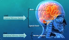 Assessment | biopsychology | comparative | cognitive | developmental | language | individual differences | personality | philosophy | social | methods | statistics | clinical | educational | industrial | professional items | world psychology |. The Influence Of The Nervous System On Human Behavior Owlcation