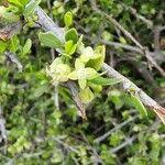 Image result for Pyrostria phyllanthoidea