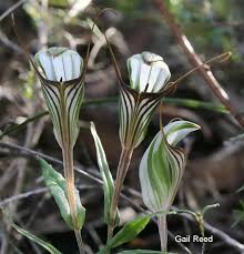 Image result for Microglossa