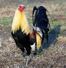 Lo básico es que al principio compartes. Como Saber Si Mi Gallo Esta Listo Para Ganar Todo Sobre Gallos De Pelea