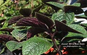 Maybe you would like to learn more about one of these? Plectranthus Ciliatus Drege Spur Flower Part Sun Plants Low Water Plants Plant Leaves