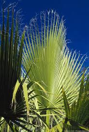 Image result for Washingtonia filifera