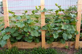 Check spelling or type a new query. Vegetables A Round Rock Garden