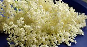 Elderflower water is a great astringent to apply post shaving. How To Identify Elderflower Stay Roam