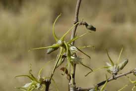 Image result for Fockea angustifolia