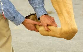 Bowed tendon is a serious condition that needs immediate veterinary attention; Horse Tendon And Ligament Mineralization Cause For Concern The Horse