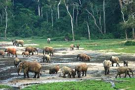 The congo basin spans across six countries—cameroon, central african republic, democratic there are approximately 10, 000 species of tropical plants in the congo basin and 30 percent are. Area Wwf