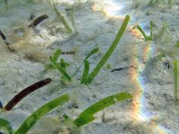 Image result for Thalassia hemprichii
