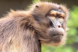 Image result for Anthericopsis sepalosa