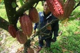 Materi sel tumbuhan lengkap : Bibit Unggul Tanaman Kakao Bisa Bertahan 15 Tahun Ekonomi Bisnis Com