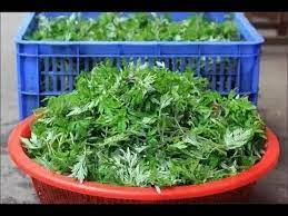 艾草是個寶 可惜很少人知道怎麼用 藥用價值 艾草全草可入藥介紹 youtube in 2021 herbs beauty health health