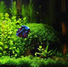 An Awesome Shot Of A Betta In His Absolutely Stunning Planted Aquarium By Wanderingando Bettaaquarium Be Planted Aquarium Betta Aquarium Aquarium Fish Tank