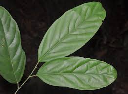 Image result for Olacaceae