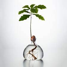 Acorn Vase Oak Tree Small Trees Vase
