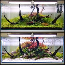 Before And After Changes Aquaflora Nl 120cm Showtank For Dibevo Tradeshow In The Netherlands Faao Aquaflora Aquascaping Planted Aquariu Planted Aquarium