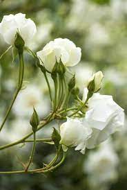 Quadro vaso con fiori bianchi foglie oro. Fiori Bianchi 15 Idee Per Un Giardino Luminoso Guida Giardino
