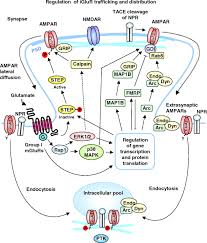 Be sure the larger edge is laid so that the small edge of the next panel will overlap it. Metabotropic Glutamate Receptor Mediated Long Term Depression Molecular Mechanisms Pharmacological Reviews