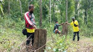 Untuk membuat surat lamaran kerja yang menarik dan efektif, terdapat beberapa hal yang wajib dituliskan. Perhutani Blitar Kecolongan Puluhan Kayu Ditebangi Dalam Semalam Warga Sekitar Bungkam Surya