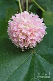Image result for Dombeya lastii