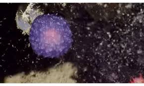 Intuitive fred888: Mysterious Purple Sea Orb?